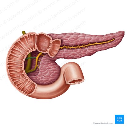 Ductus pancreaticus accessorius (Zusätzlicher Bauchspeicheldrüsengang); Bild: Irina Münstermann