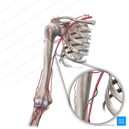 Artéria braquial profunda (Arteria profunda brachii); Imagem: Yousun Koh