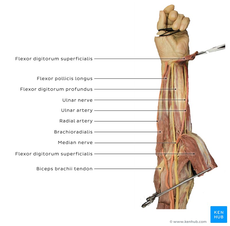 Ulnar nerve in the forearm of the cadaver