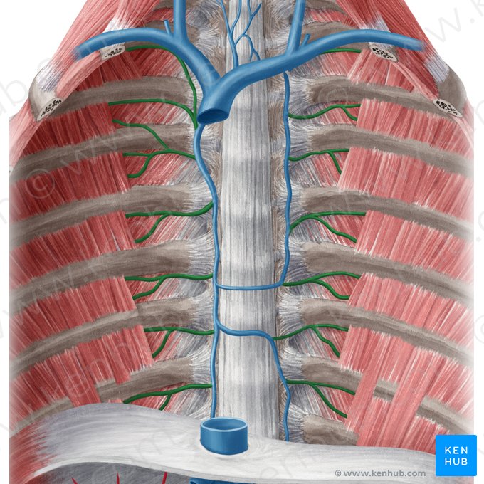 Veias intercostais posteriores (Vena intercostalis posterior); Imagem: Yousun Koh