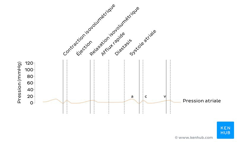 Pression atriale dans le diagramme de Wiggers