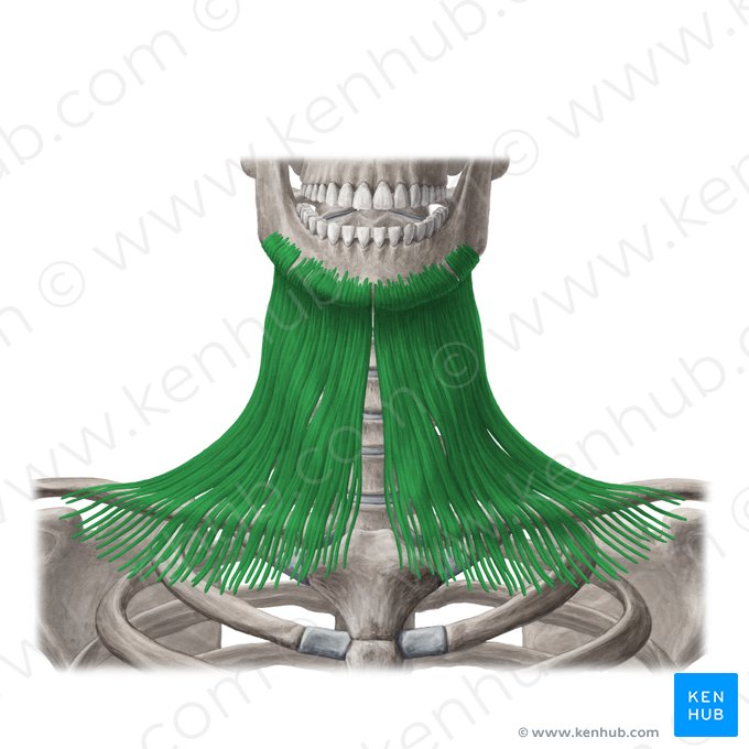 Platisma (Musculus platysma); Imagem: Yousun Koh