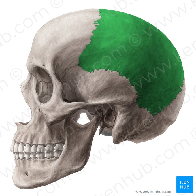 Parietal bone (Os parietale); Image: Yousun Koh