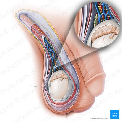 Arteria del conducto deferente (Arteria ductus deferentis); Imagen: Paul Kim