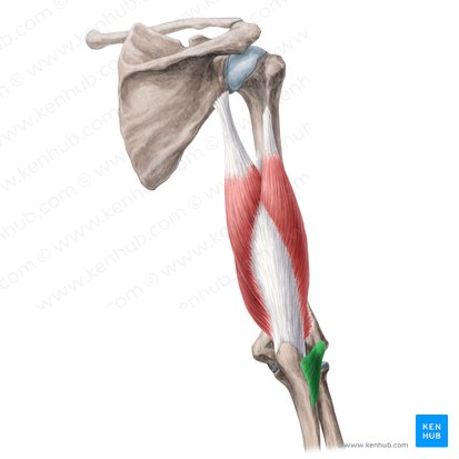 Músculo ancôneo (Musculus anconeus); Imagem: Yousun Koh