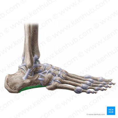 Ligamento plantar largo (Ligamentum plantare longum); Imagen: Liene Znotina