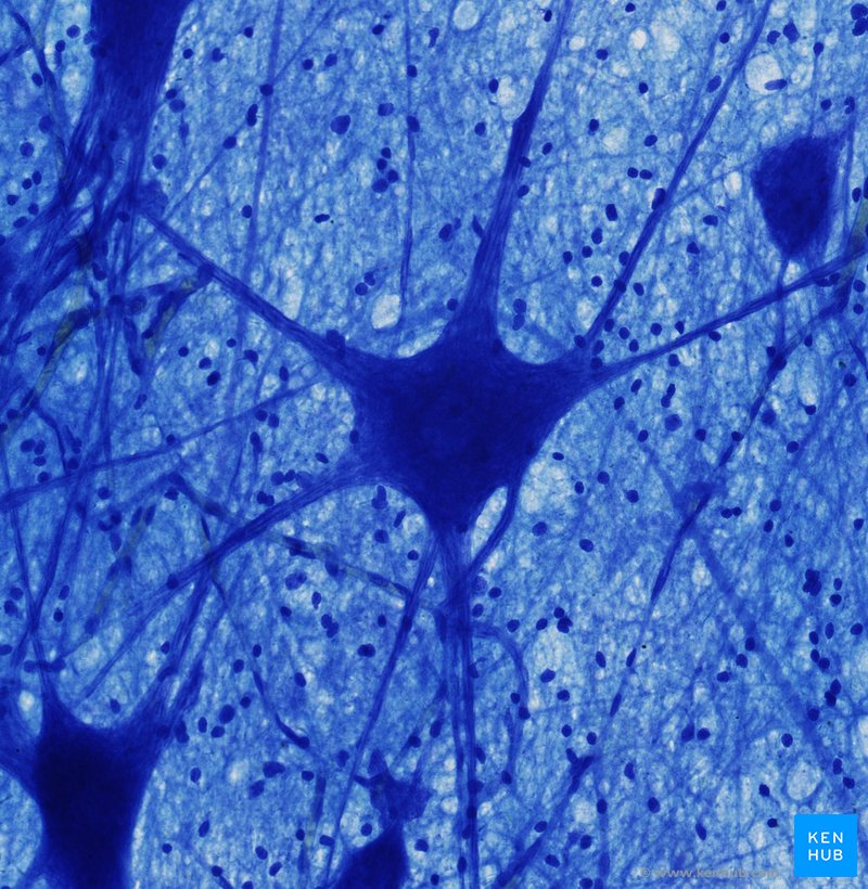 Schematics of a typical neuron. A typical neuron consists of the