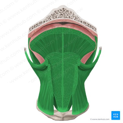 Musculi linguae (Muskeln der Zunge); Bild: Begoña Rodriguez