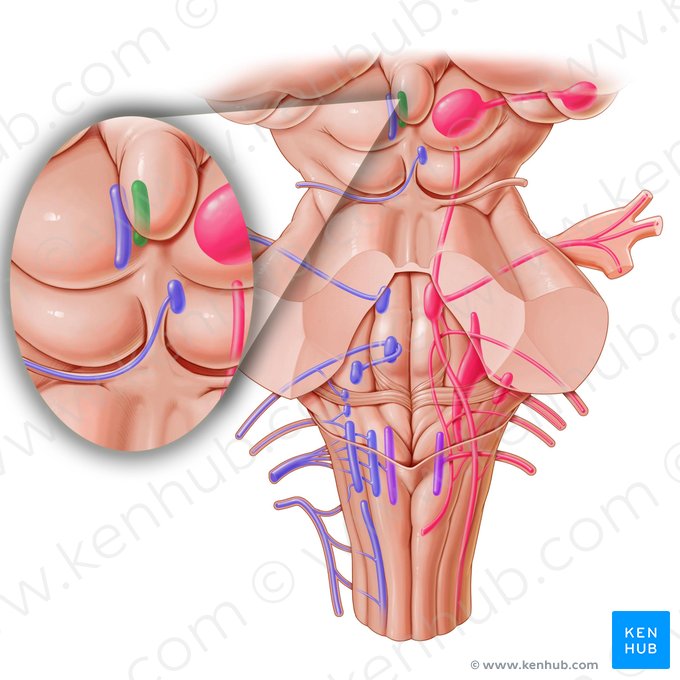 Núcleo accesorio del nervio oculomotor (Nucleus accessorius nervi oculomotorii); Imagen: Paul Kim