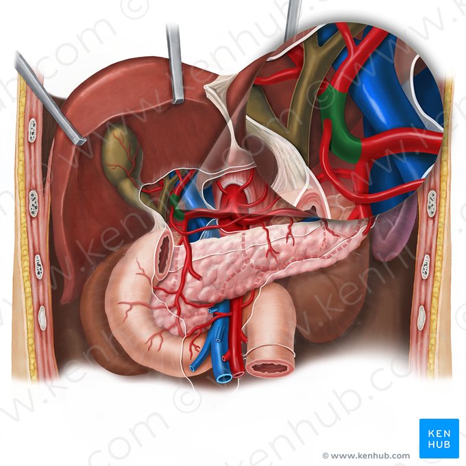 Proper hepatic artery (Arteria hepatica propria); Image: Esther Gollan
