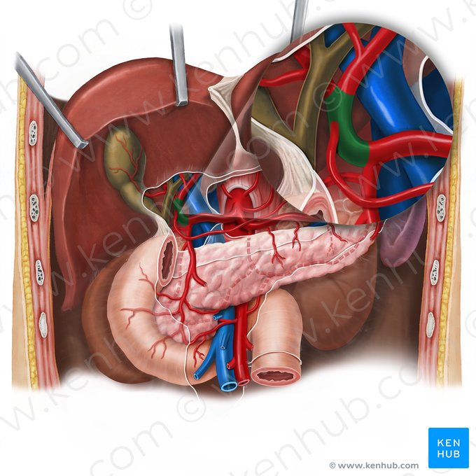 Artéria hepática própria (Arteria hepatica propria); Imagem: Esther Gollan