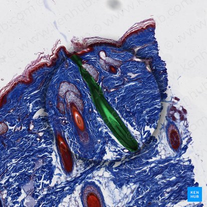 Folículo piloso (Folliculus pili); Imagen: 