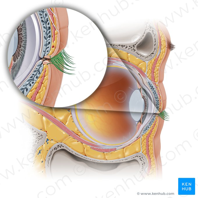 Eyelashes (Cilia palpebrae); Image: Paul Kim