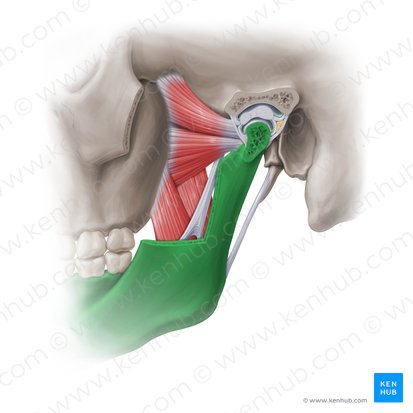 Mandíbula (Mandibula); Imagem: Paul Kim