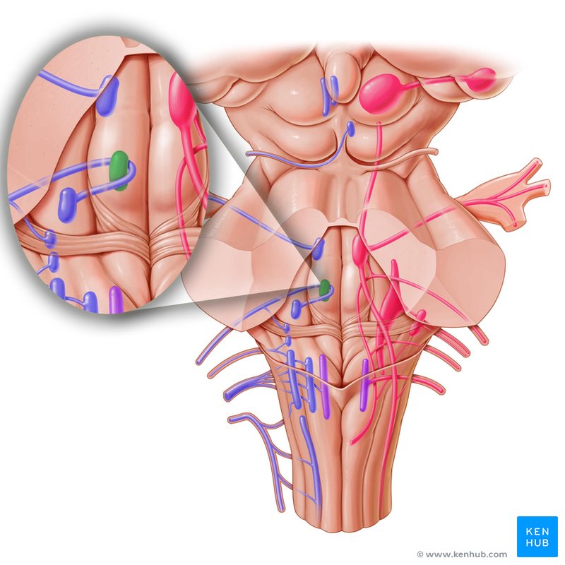 Abducens nucleus - dorsal view