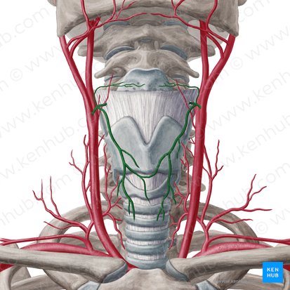 Artère thyroïdienne supérieure (Arteria thyroidea superior); Image : Yousun Koh