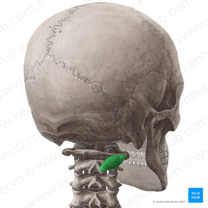 Obliquus capitis inferior muscle (Musculus obliquus capitis inferior); Image: Yousun Koh