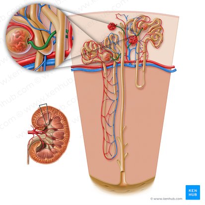 Arteríola glomerular aferente do corpúsculo renal (Arteriola glomerularis afferens corpusculi renalis); Imagem: Paul Kim