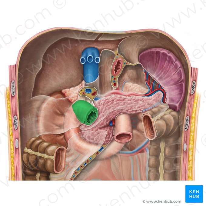 Superior part of duodenum (Pars superior duodeni); Image: Irina Münstermann