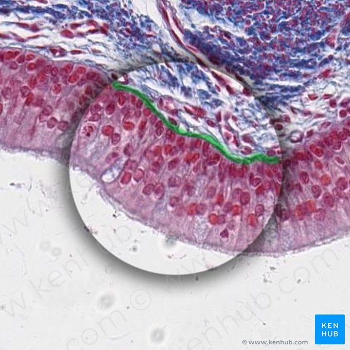 Basement membrane (Membrana basalis); Image: 