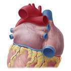 Pulmonary veins