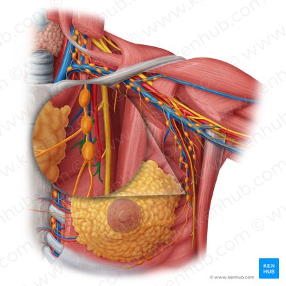 Rami mammarii laterales arteriae thoracicae lateralis (Seitliche Brustdrüsenäste der seitlichen Brustkorbarterie); Bild: Samantha Zimmerman