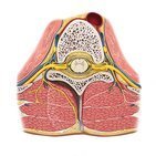 Topografia e morfologia da medula espinal