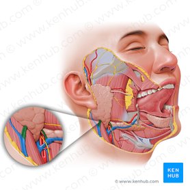Divisões anterior e posterior da veia retromandibular (Divisiones anterior et posterior venae retromandibularis); Imagem: Paul Kim