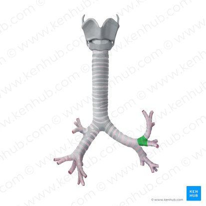 Bronche lobaire supérieure gauche (Bronchus lobaris superior sinister); Image : Begoña Rodriguez