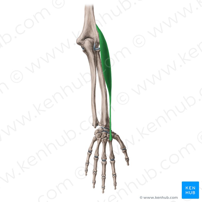 Músculo extensor radial longo do carpo (Musculus extensor carpi radialis longus); Imagem: Yousun Koh
