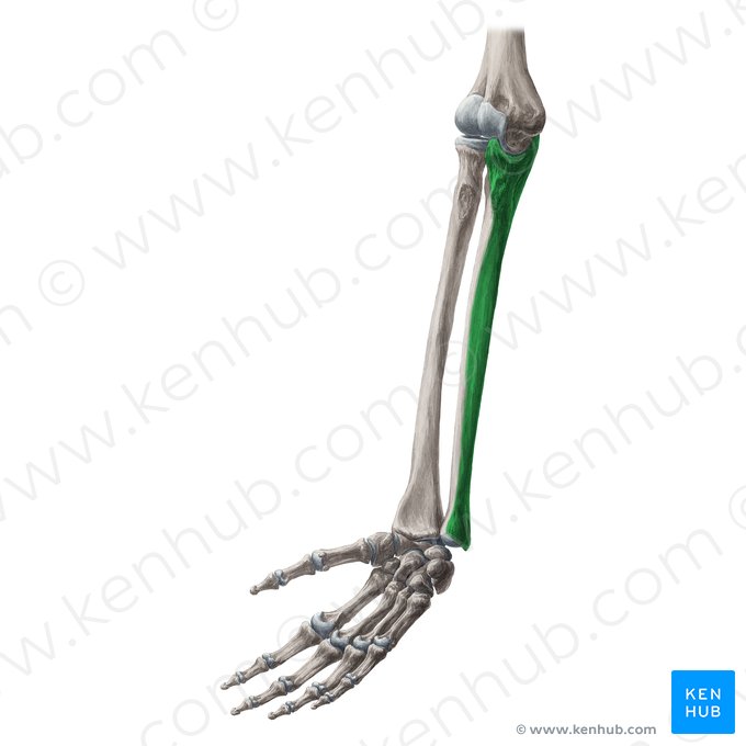 Superfície medial da ulna (Facies medialis ulnae); Imagem: Yousun Koh