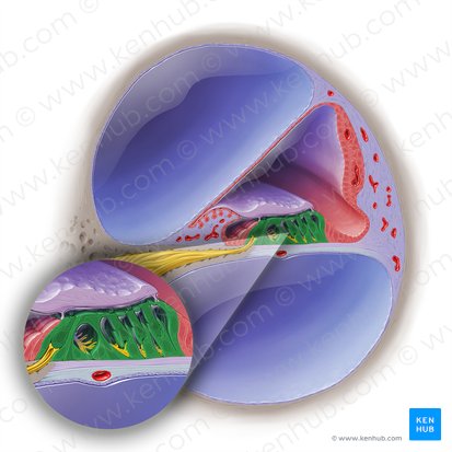 Órgão espiral (Organum spirale); Imagem: Paul Kim