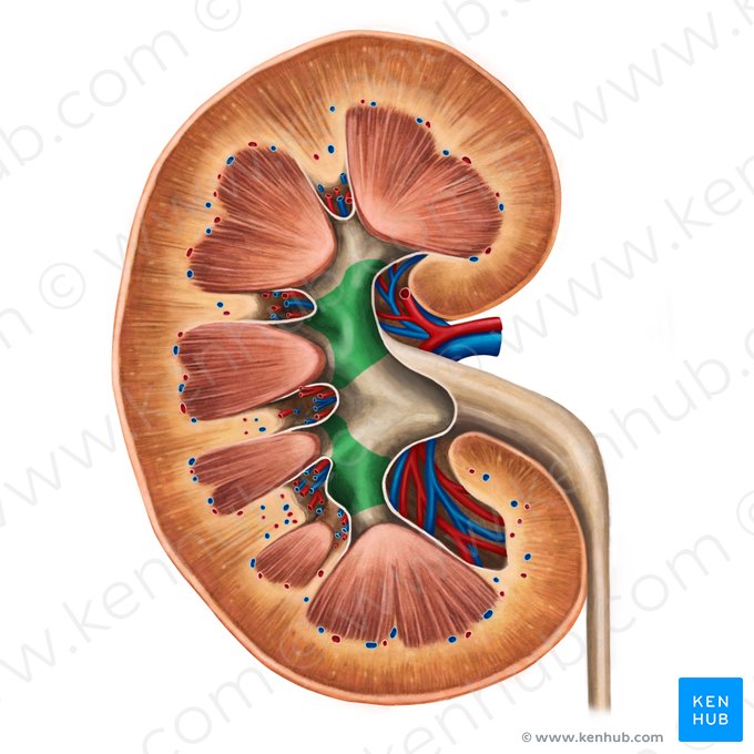 Cáliz renal mayor (Calices renales majores); Imagen: Irina Münstermann