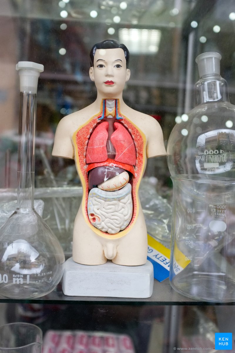 Anatomy miniature model