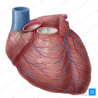 Ramus nodi sinuatrialis arteriae coronariae dextrae (Sinusknotenast der rechten Herzkranzarterie); Bild: Yousun Koh