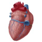 Small cardiac vein