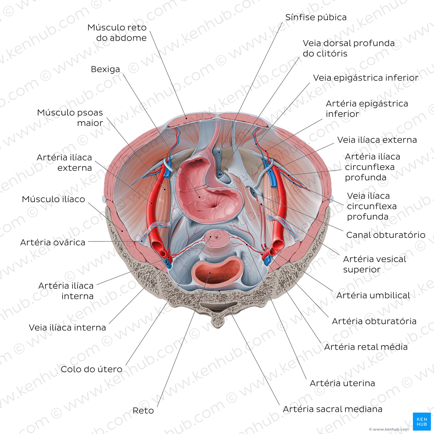 Relações do iliopsoas com os órgãos abdominopélvicos (vista superior)