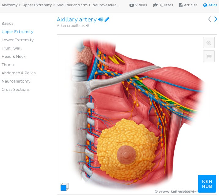 Kenhub - Axillary artery