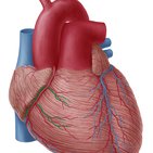 Anterior cardiac veins