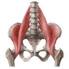 Musculus iliopsoas