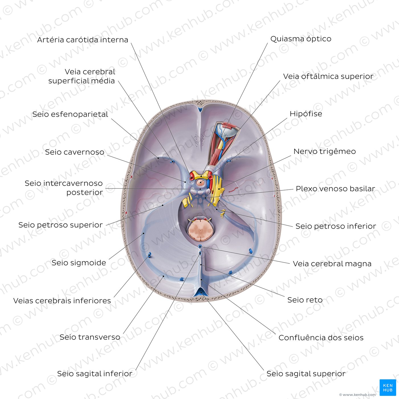 Diagrama dos Seios Venosos Durais