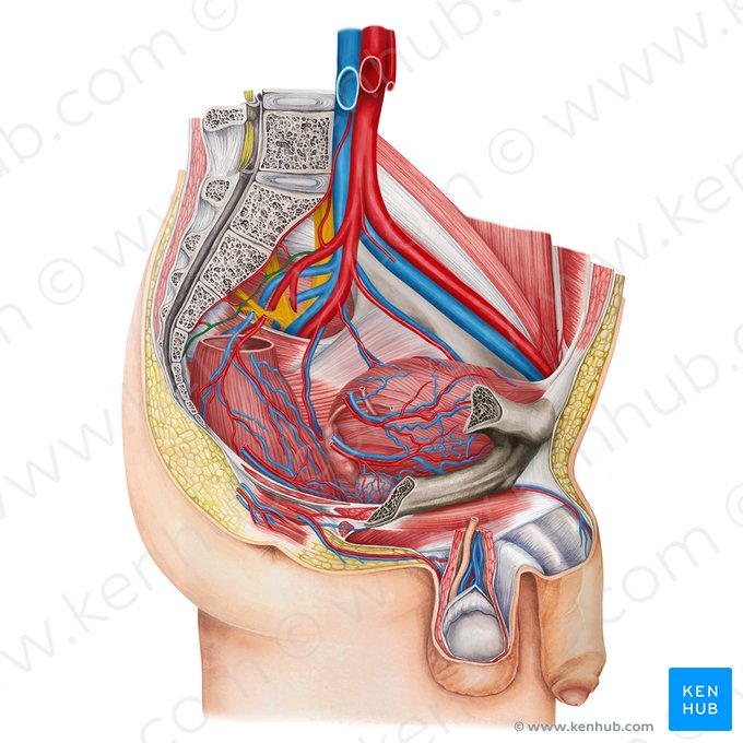 Artéria sacral lateral (Arteria sacralis lateralis); Imagem: Irina Münstermann