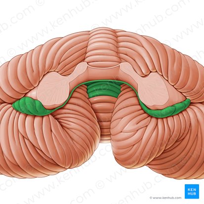 Lóbulo floculonodular (Lobus flocculonodularis); Imagen: Paul Kim