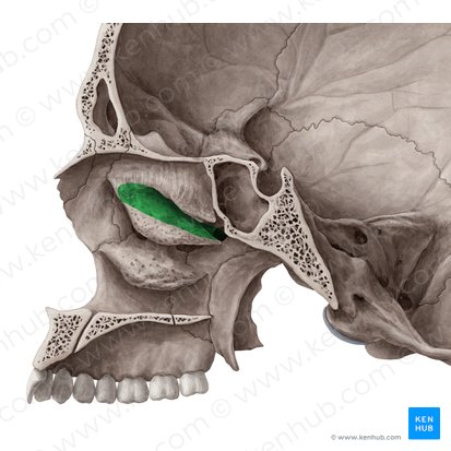 Meatus nasalis superior (Oberer Nasengang); Bild: Yousun Koh