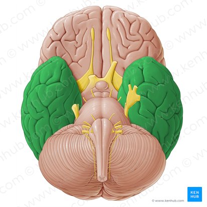 Lobo temporal (Lobus temporalis); Imagem: Paul Kim