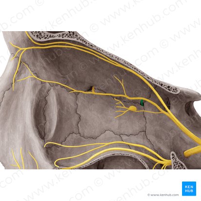 Nervus ethmoidalis posterior (Hinterer Siebbeinnerv); Bild: Yousun Koh