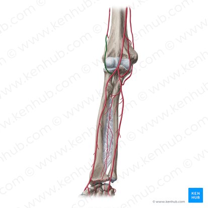 Arteria recurrens radialis (Rückläufige Speichenarterie); Bild: Yousun Koh