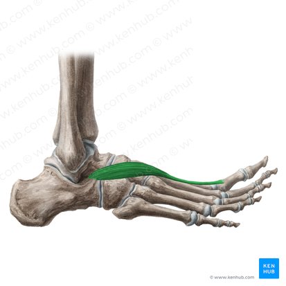 Músculo extensor corto del dedo gordo (Musculus extensor hallucis brevis); Imagen: Liene Znotina