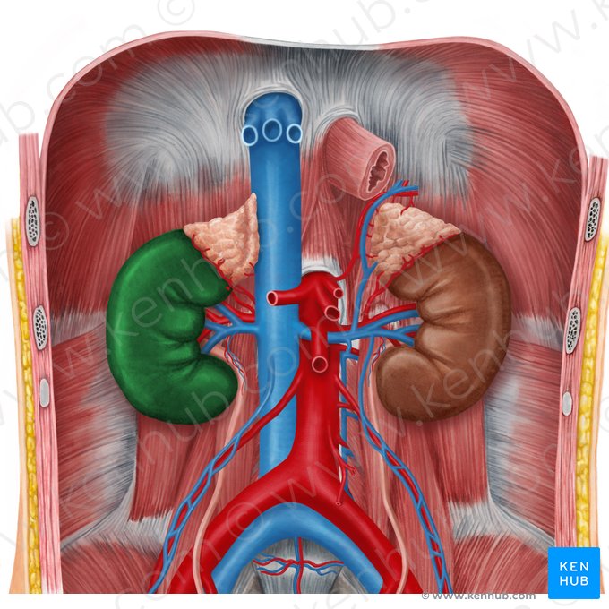 Right kidney (Ren dexter); Image: Irina Münstermann