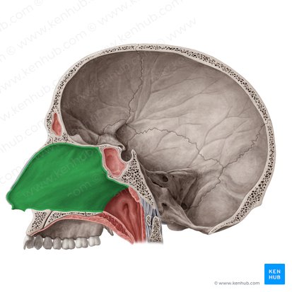 Tabique nasal (Septum nasi); Imagen: Yousun Koh